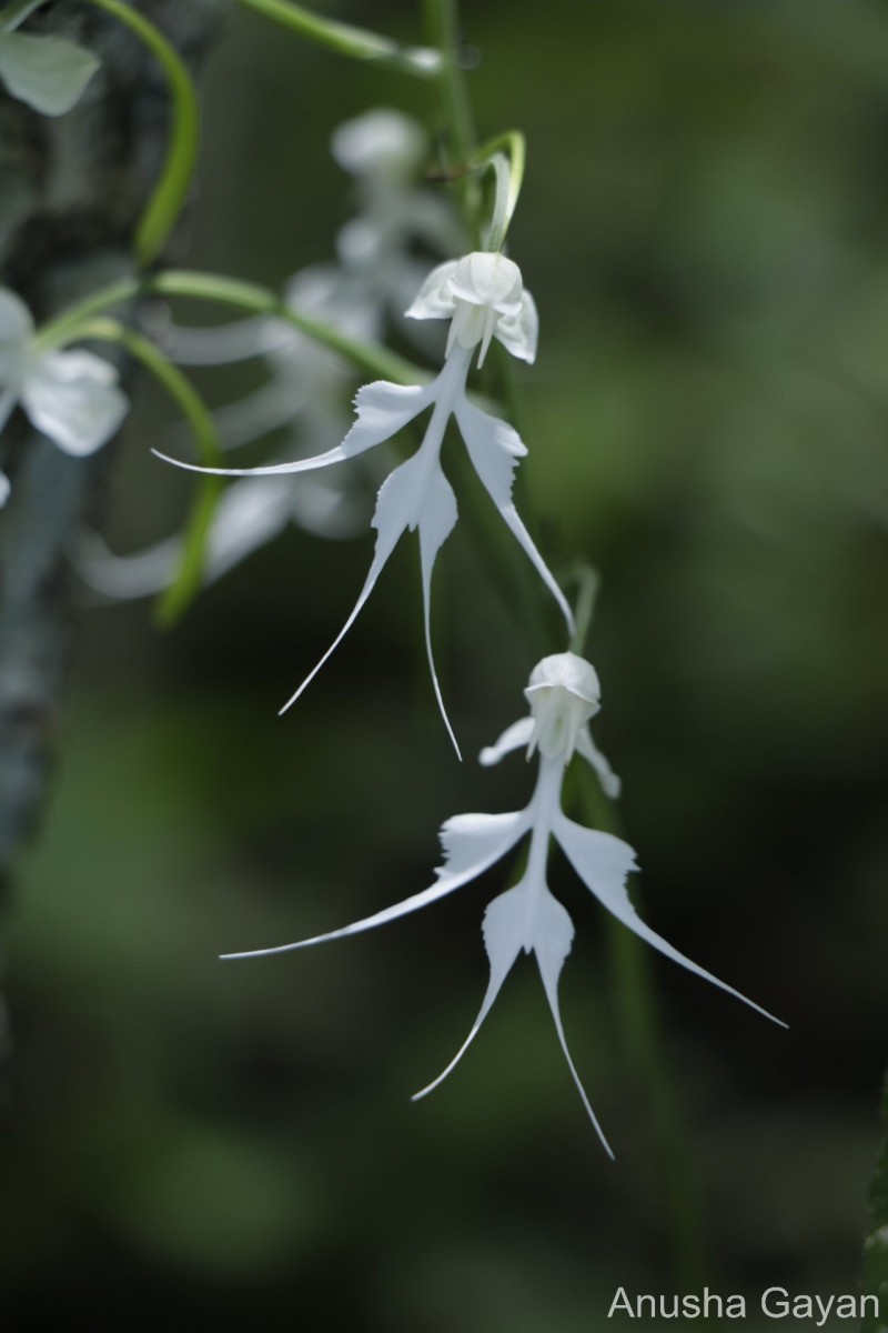 Habenaria crinifera Lindl.